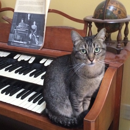 Severus on top of a jazz organ